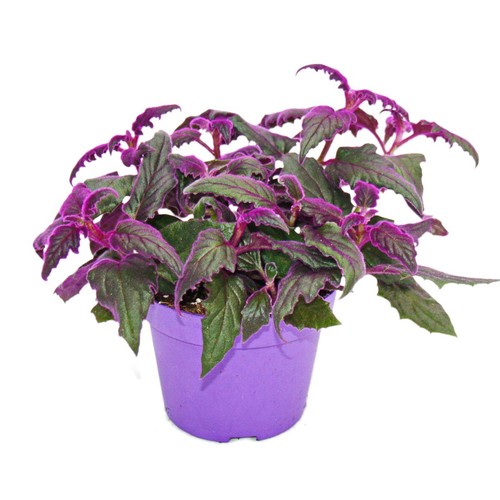 Gynura purple passion - purple,