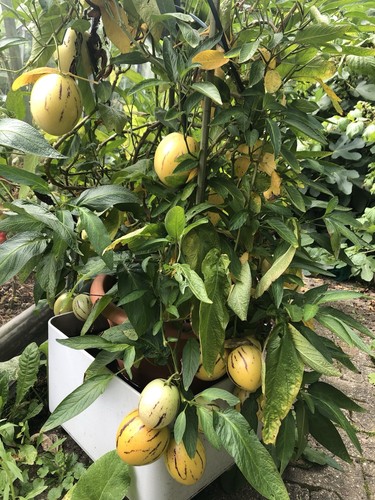 Melonenbirne pepino - melonenbirne,