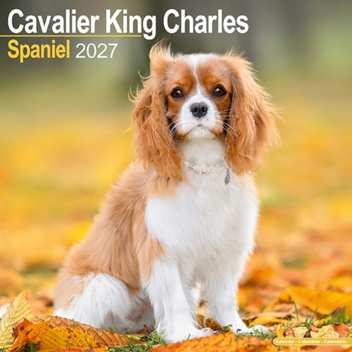Cavalier king charles - king,