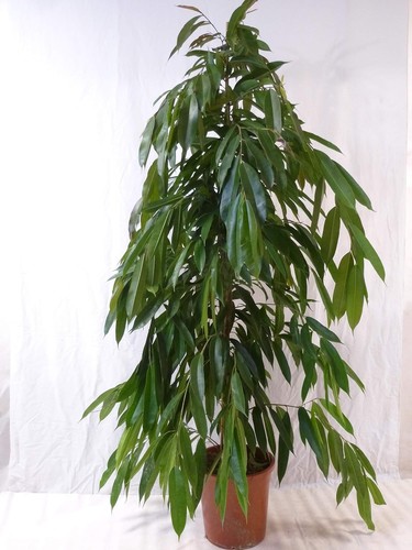 Palmenlager xl ficus bin - -,