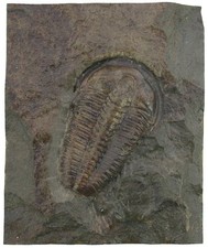 Devon  Ptychoparia striata  Sehr seltener Trilobit Berg Vinice Jince CSFR  W87-3
