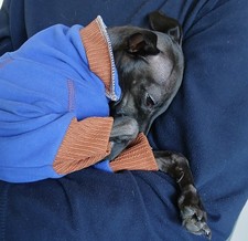 Windspiel Windhund Overall