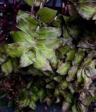 Callisia soconuscensis - Stecklinge   Tradescantie   Zimmerpflanze
