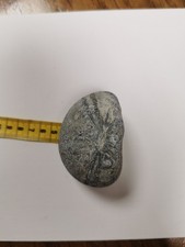 Seeigel spezial!!! Ein roter