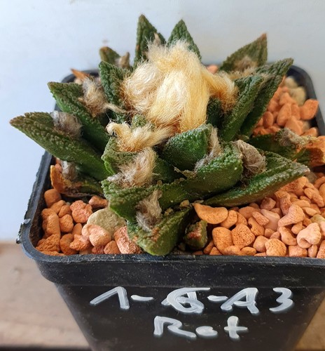 Alter ariocarpus auf eig - ariocarpus,