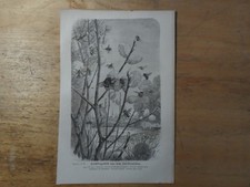 Genuine(1877) Woodblock Spring