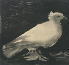 Die Taube Pablo Picasso 1949 Lithographie Weiß schwarz Werbung 1368