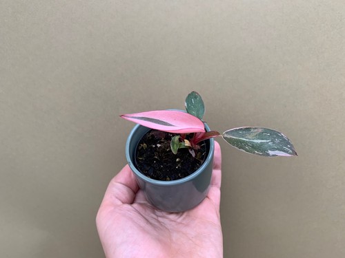 Philodendron pink princess - pink,