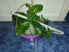 Anredera  cordifolia, Madeira