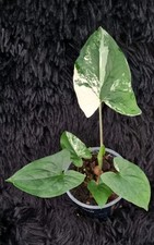 Syngonium Albo Variegata -