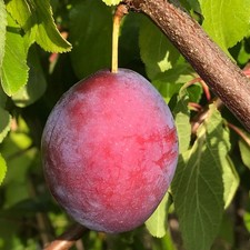 President Zwetsche Zwetschgenbaum groß saftig süß Buschbaum Halbstamm Hochstamm