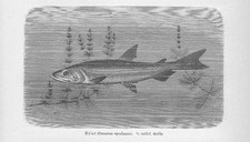 Europäische Stint Osmerus eperlanus Holzstich von 1892 Fische antique print