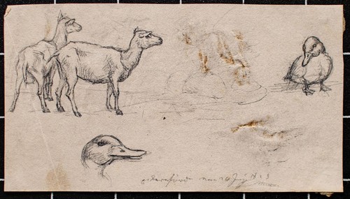 Gänse und schaf tierstudien - gänse,