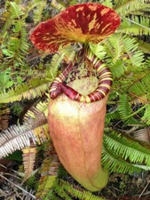 NEPENTHES SUMATRANA -