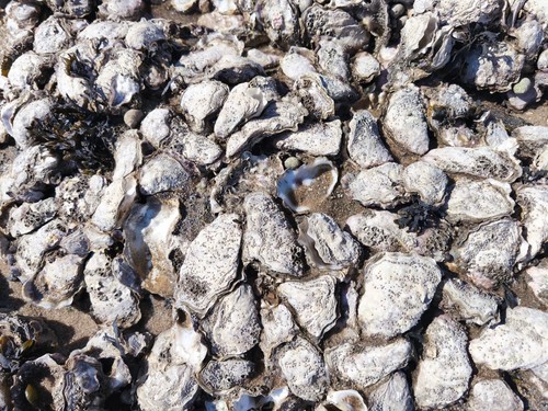 2kg austernschalen nordsee - 2kg, *