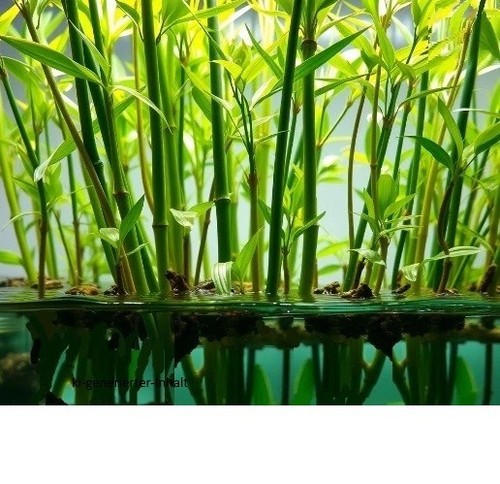 Wasser bambus pflanze - wasser, für