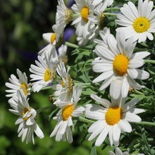 SAMEN STRAUCHMARGERITE  Saatgut exotische Pflanzen Garten Sämereien Balkon Terr