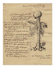 Vintage Anatomie Skelett