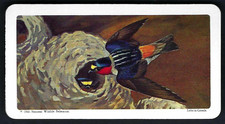 BROOKE BOND (KANADA) -