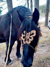 Barockzaum Barock - Trense