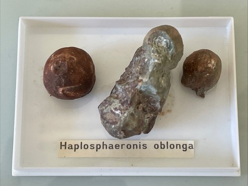 Haplosphaeronis oblonga