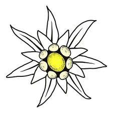 Aufkleber Edelweiss 90 x 90 mm