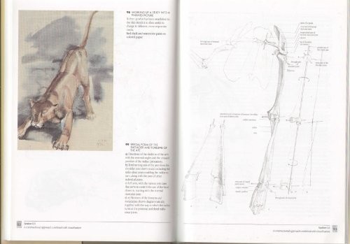The artist guide animal - artist's, to