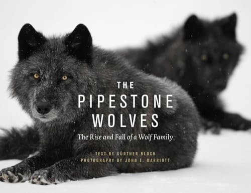 Pipestone wolves the rise - wolves,