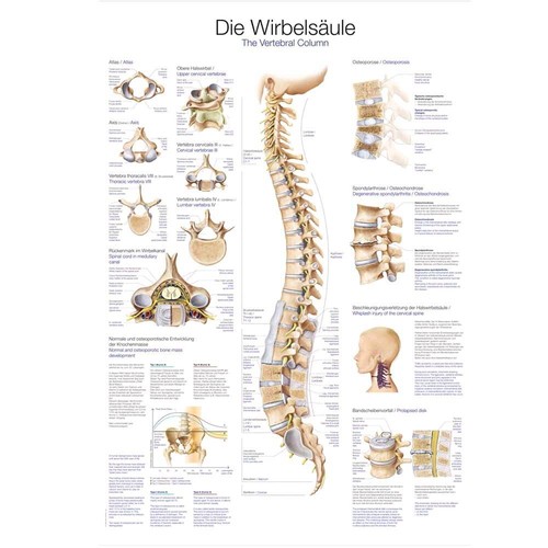 Anatomische lehrtafel die - lehrtafel,