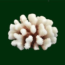 Steinkoralle x11 cm - x7,