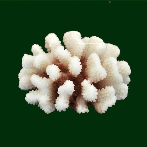 Steinkoralle x11 cm - steinkoralle,12,