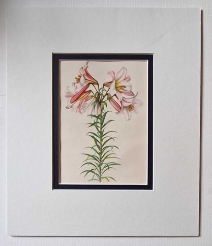 Grove lilium regale - lilium, 1943
