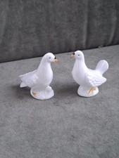 ein wunderschönes Taubenpaar