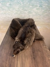 Nerz Pelz Schal Umhang