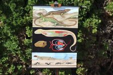 Rollkarte Schulwandkarte Wandkarte Zauneidechse Tier Karte Schulkarte Lehrkarte