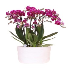 Lila Orchideenset in Como-Schale – 3 Morelia Orchideen Ø9cm – Mono-Bouquet