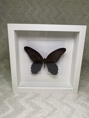 Papilio protenor - , |