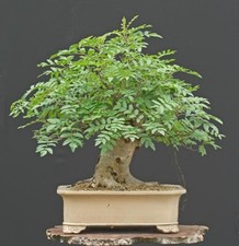 5 X Esche  Fraxinus excelsior