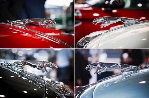 Leinwand bilder jaguar - leinwand,