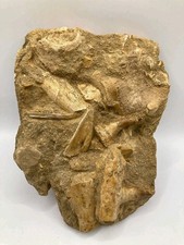 Mosasaurier Fossil Platte mit