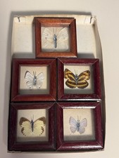5 Präperate Schmetterlinge im