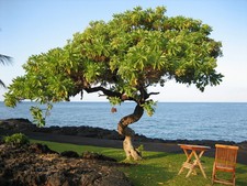 SAMEN ein KANARISCHER PFIRSICH