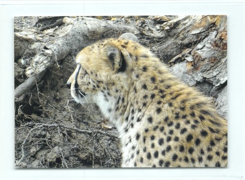 Postkarte gepard cheetah - 1,
