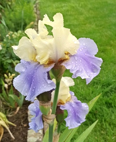 Schwertlilie iris haut - schwertlilie,
