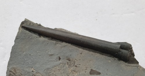 Acrocoelites ilminstrensis - , in
