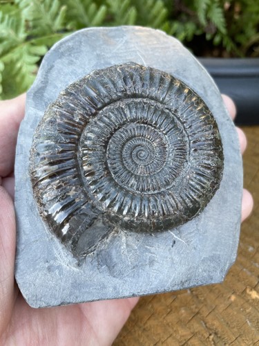 Dactylioceras ammonit fossil - dactylioceras,