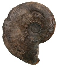 Dogger  Zugokosmoceras jason