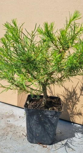 Lärche-Prebonsai