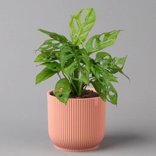 Monstera adansonii in