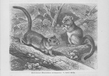 Haselmaus Muscardinus